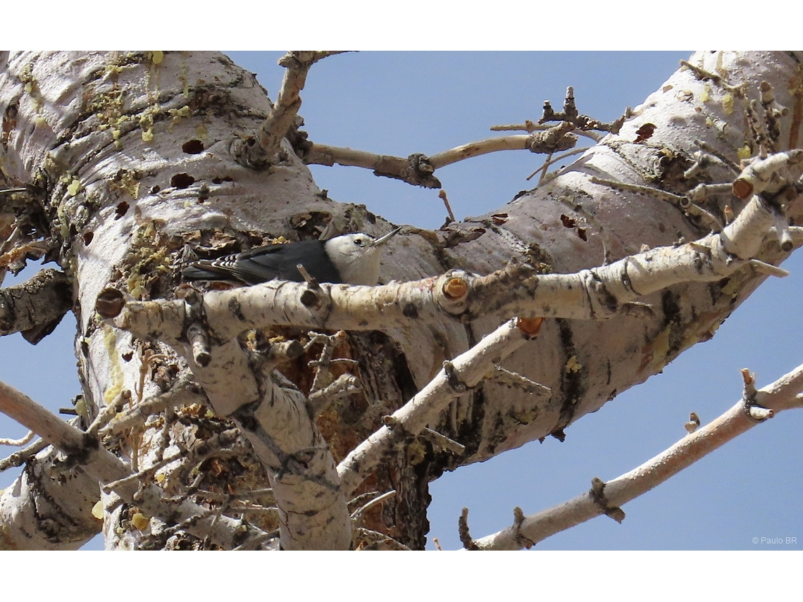 Sitta carolinensis