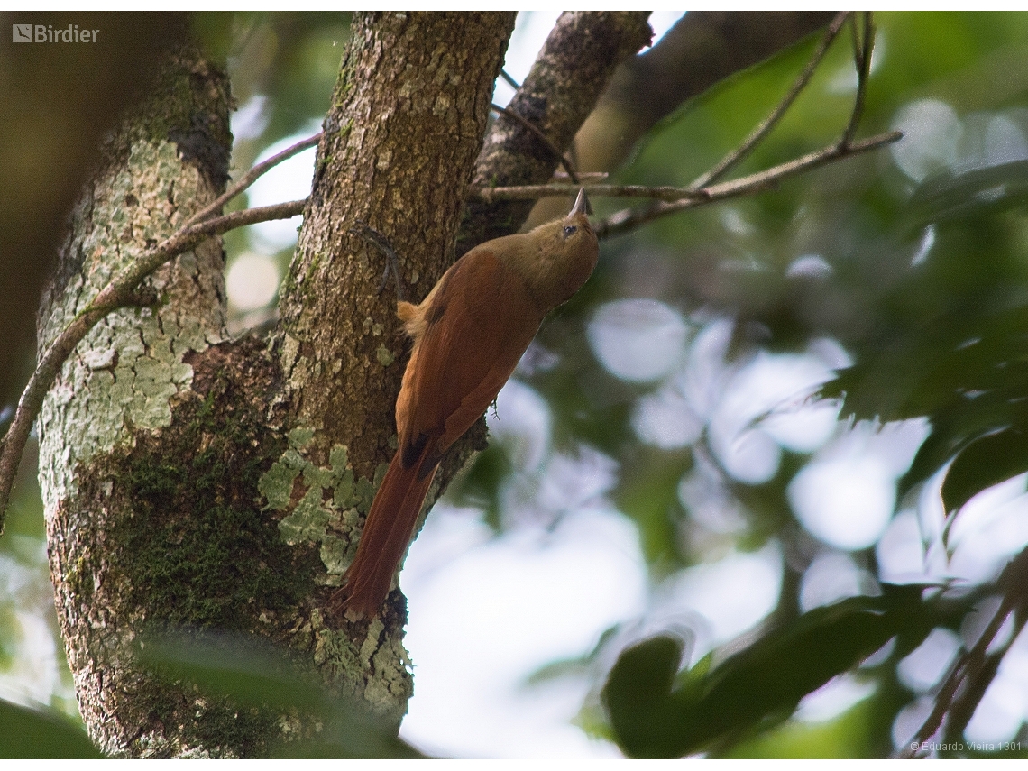 Sittasomus griseicapillus