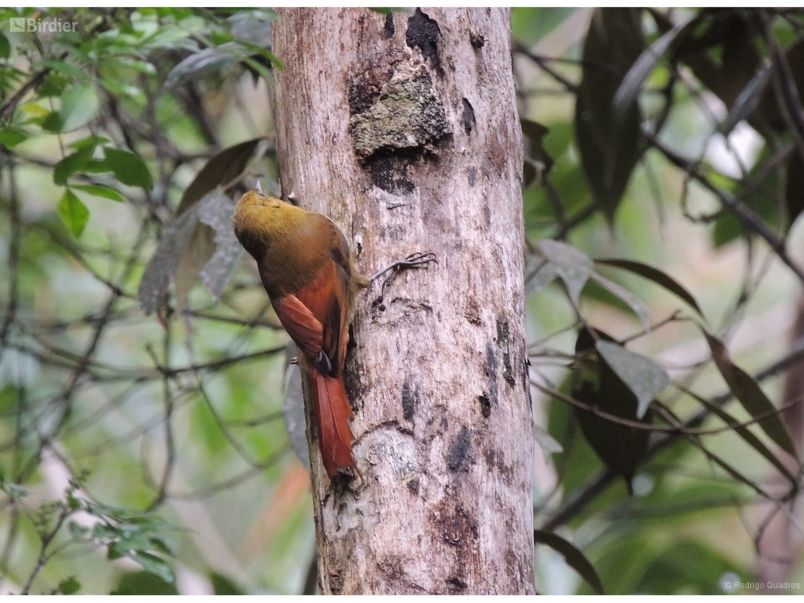 Sittasomus griseicapillus