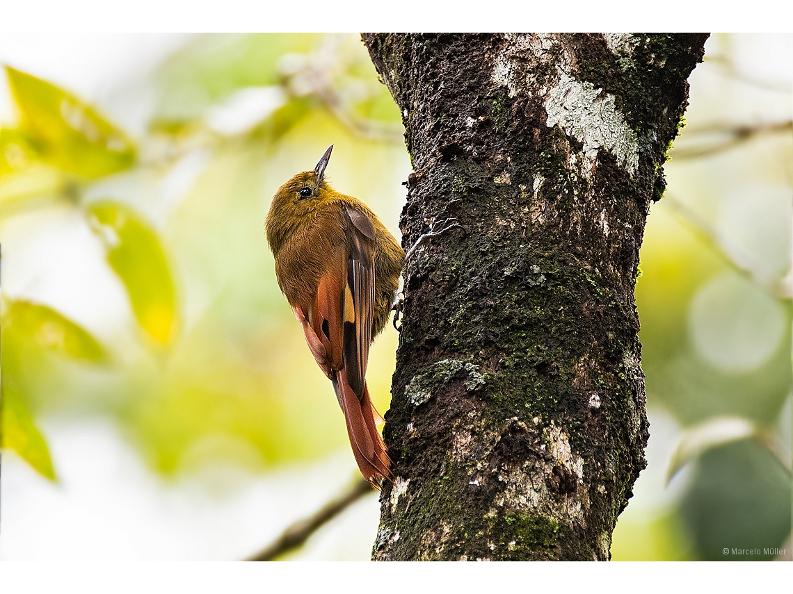 Sittasomus griseicapillus