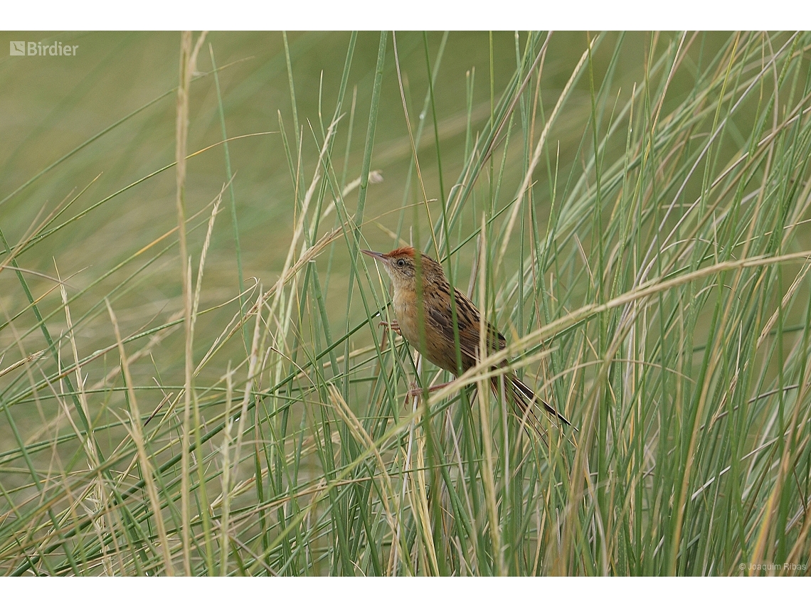 Spartonoica maluroides