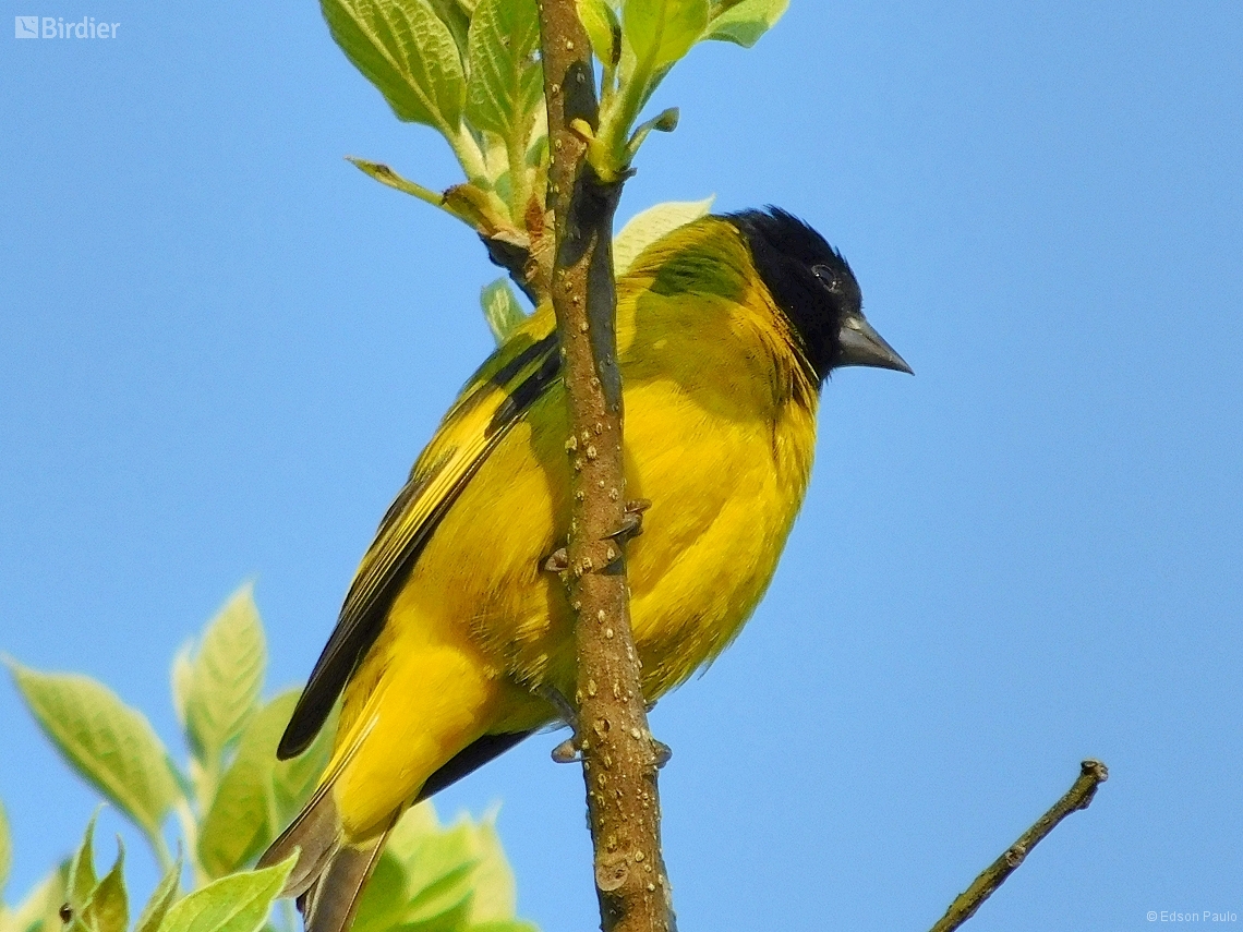 Spinus magellanicus