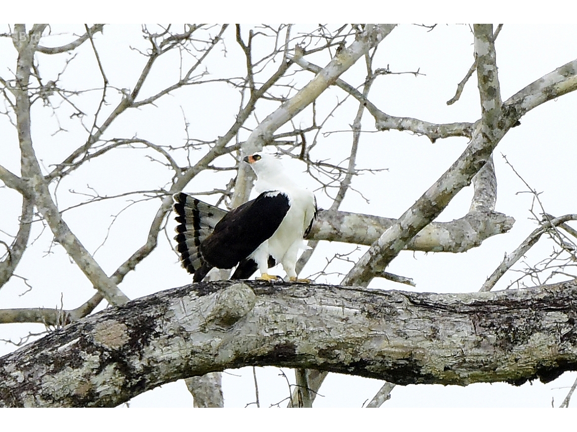 Spizaetus melanoleucus