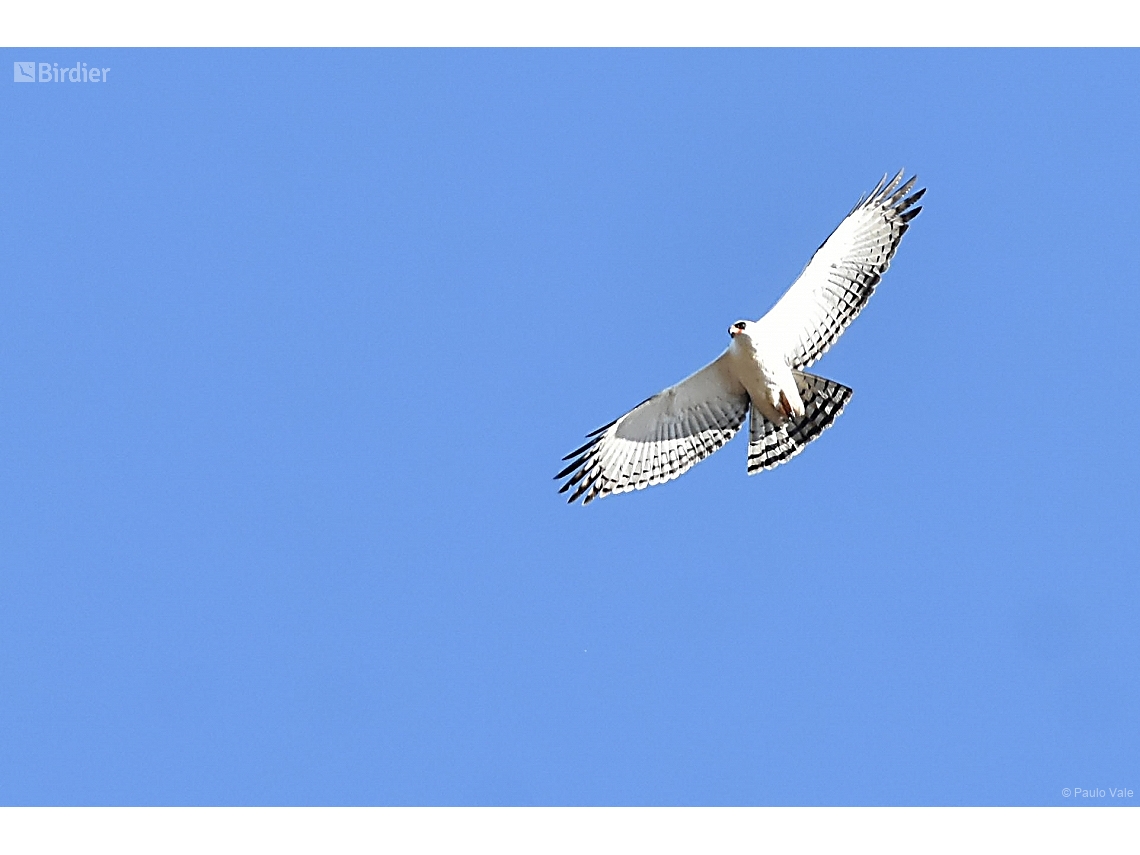 Spizaetus melanoleucus