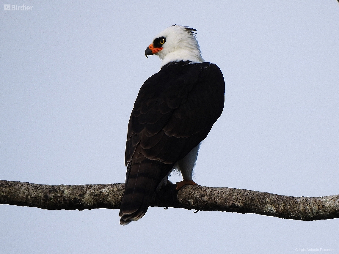 Spizaetus melanoleucus