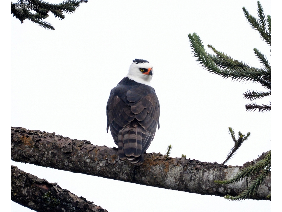Spizaetus melanoleucus