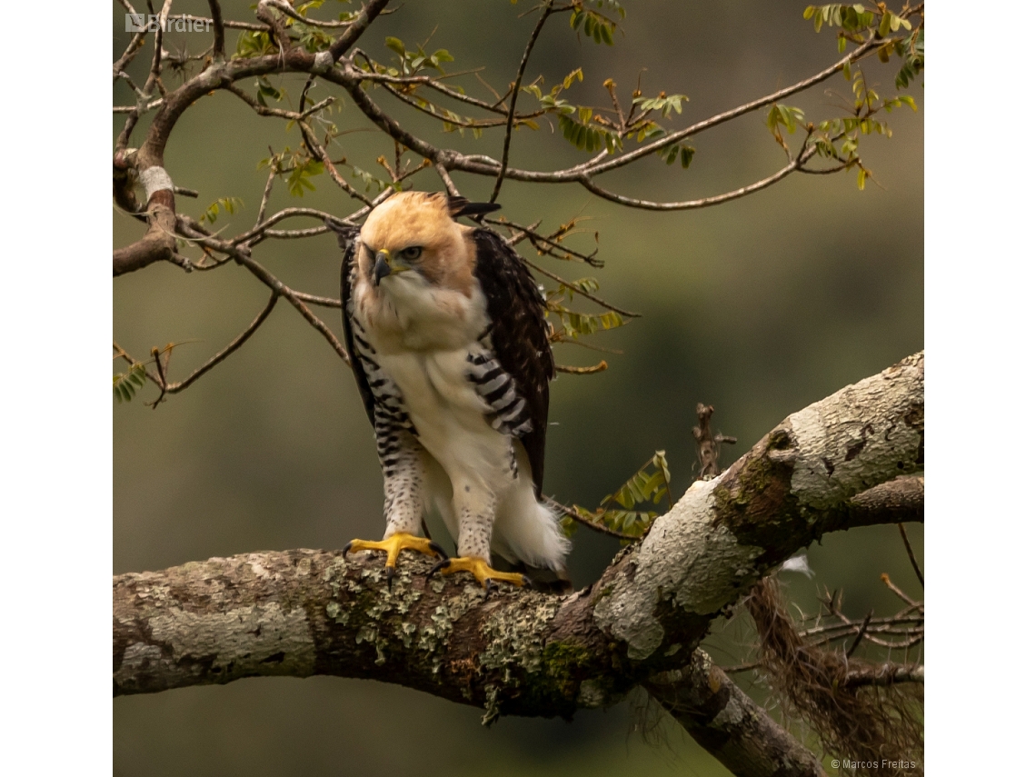Spizaetus ornatus