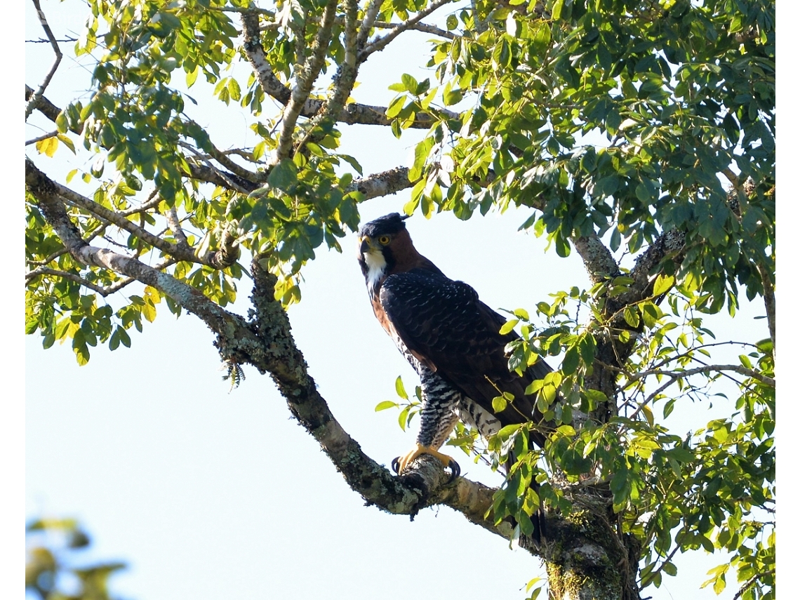 Spizaetus ornatus