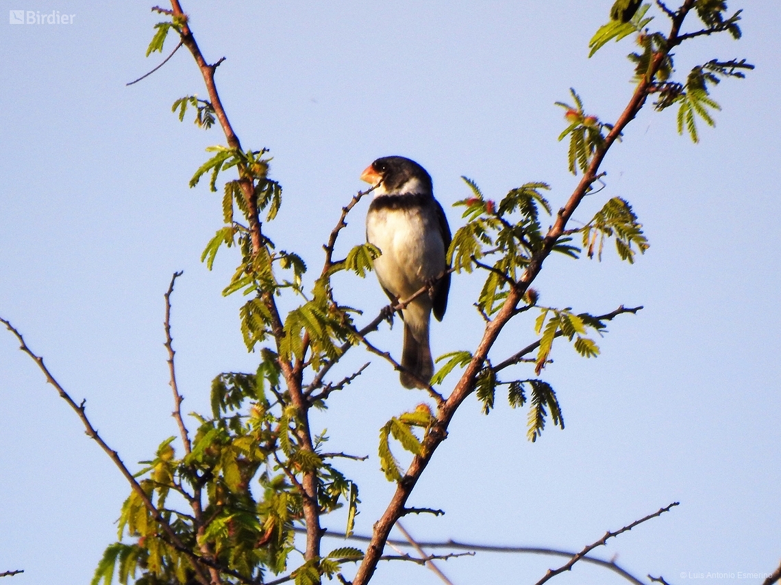 Sporophila albogularis