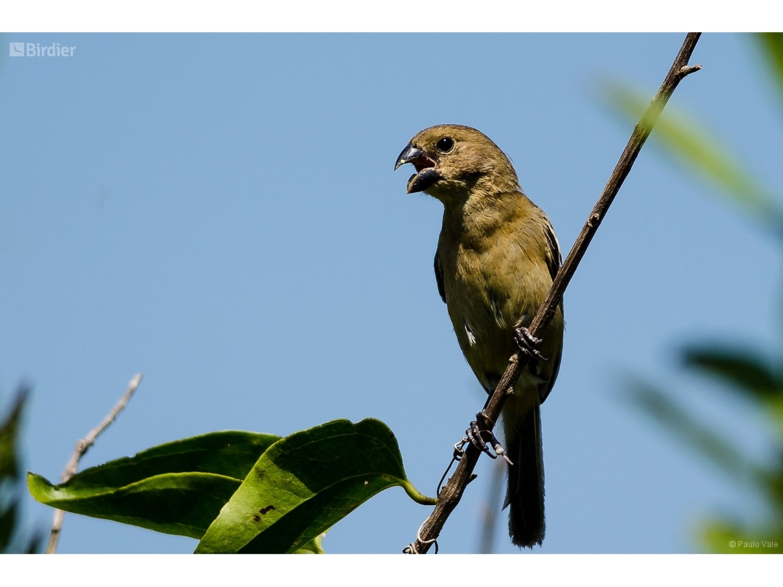 Sporophila angolensis