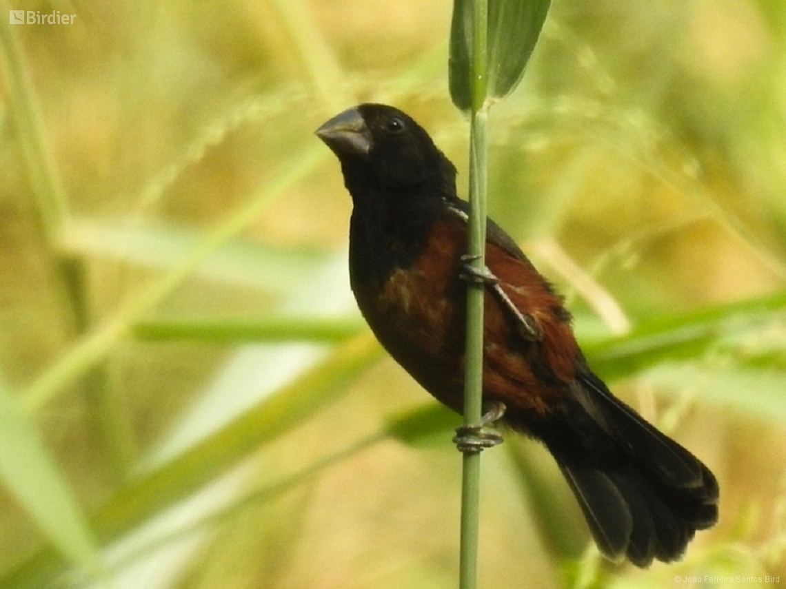Sporophila angolensis