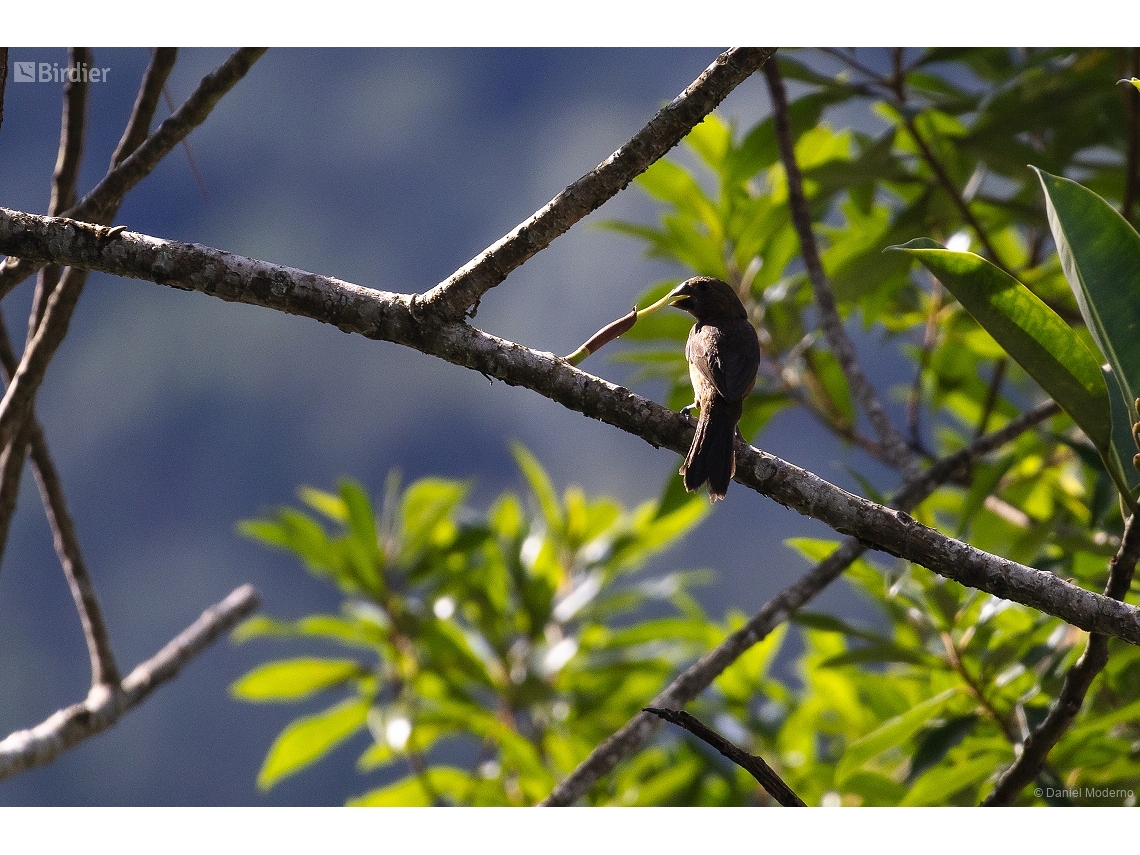 Sporophila angolensis