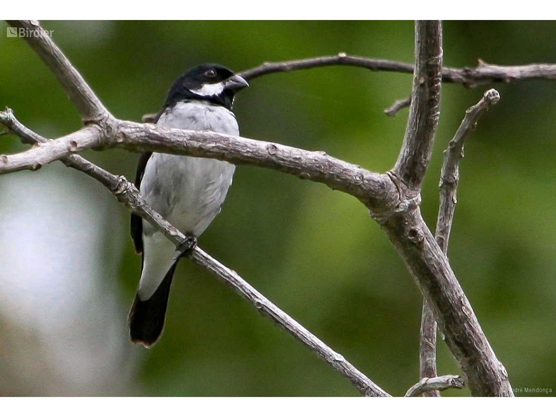 Sporophila bouvronides