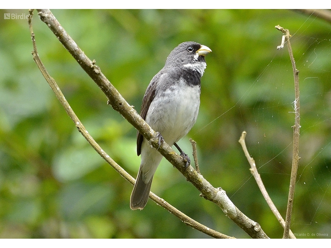Sporophila caerulescens