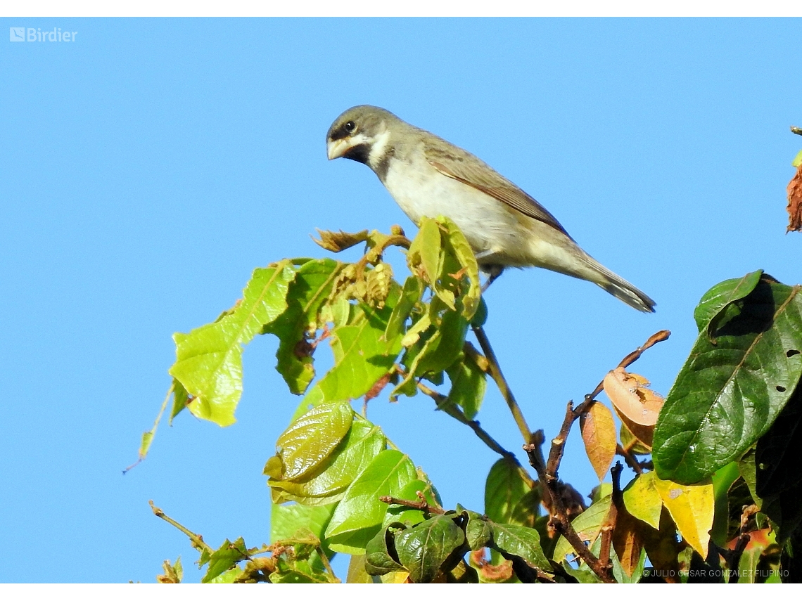 Sporophila caerulescens