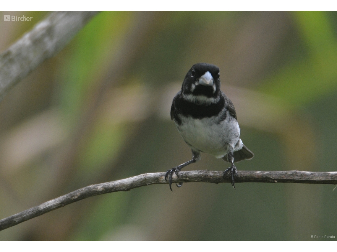 Sporophila caerulescens