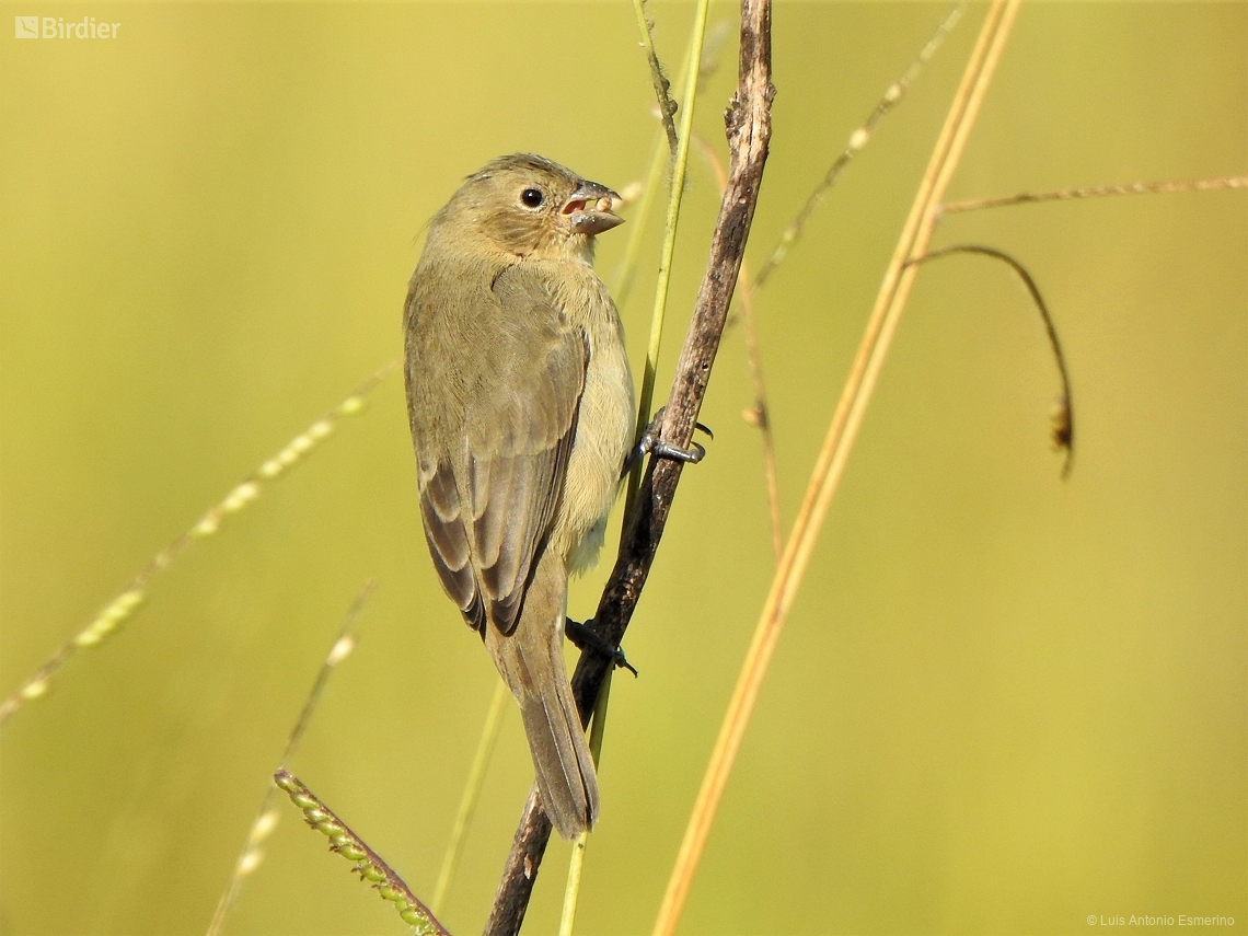 Sporophila caerulescens