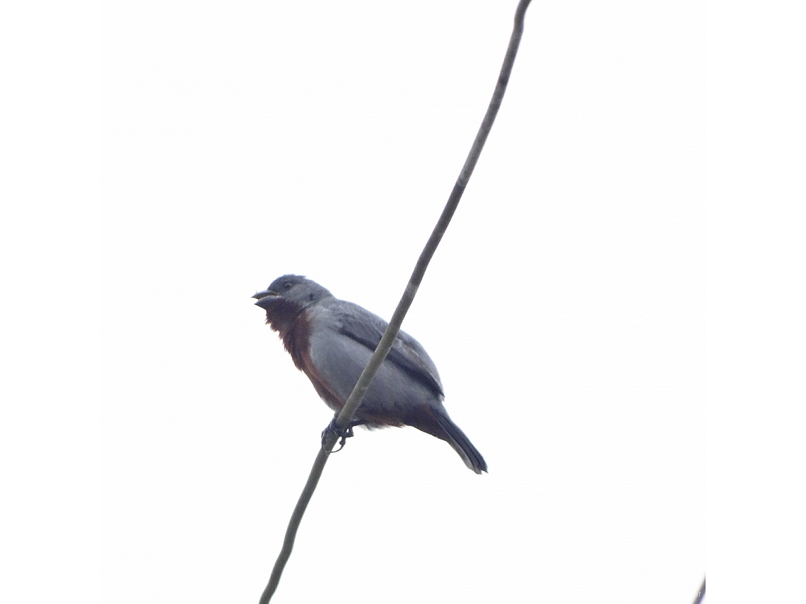 Sporophila castaneiventris