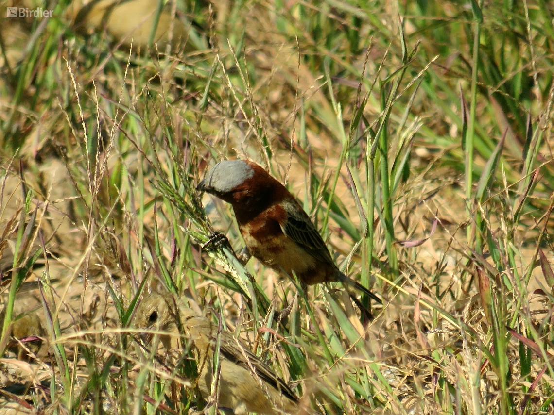 Sporophila cinnamomea