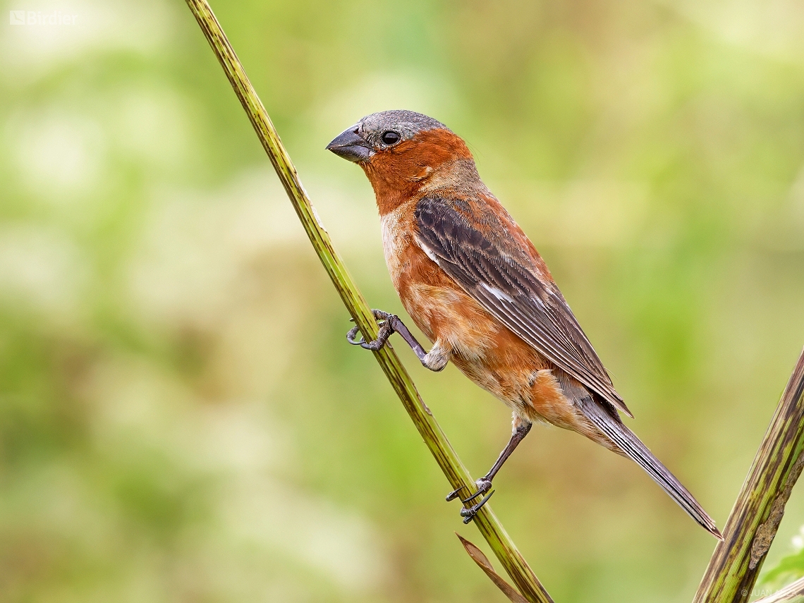 Sporophila cinnamomea