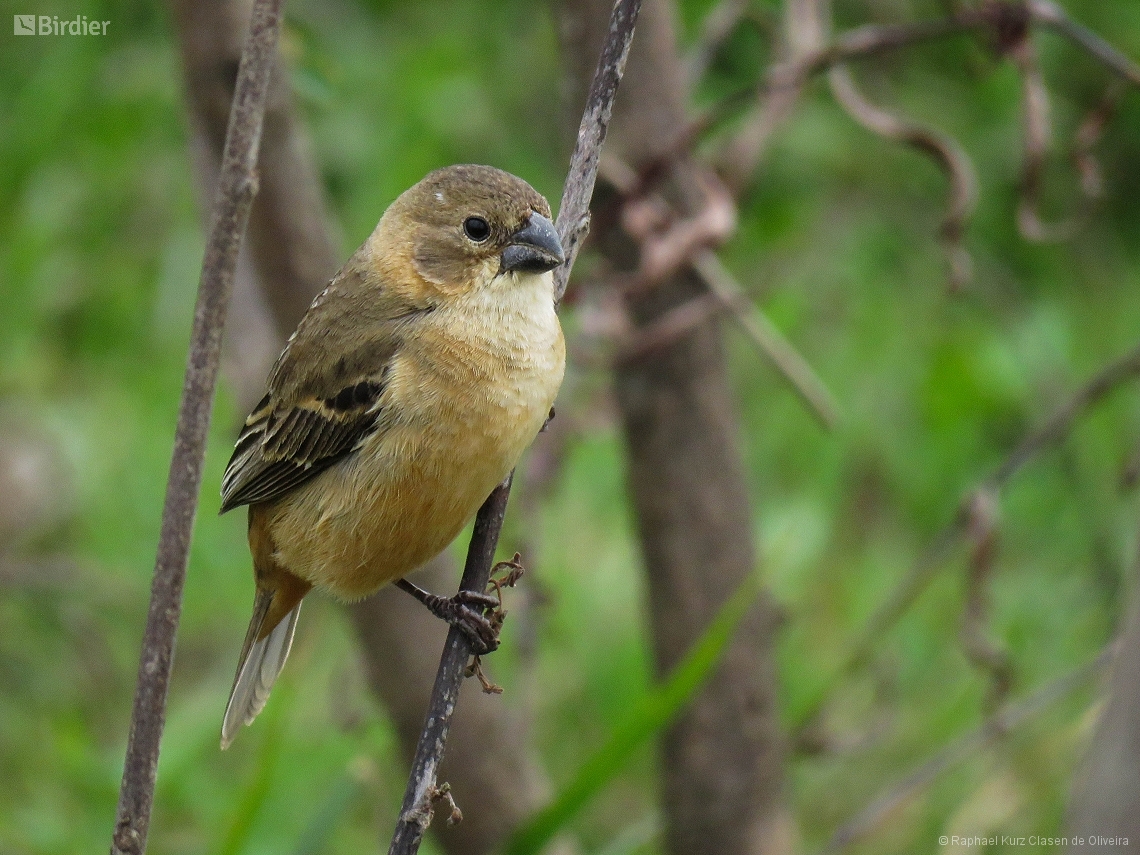 Sporophila collaris