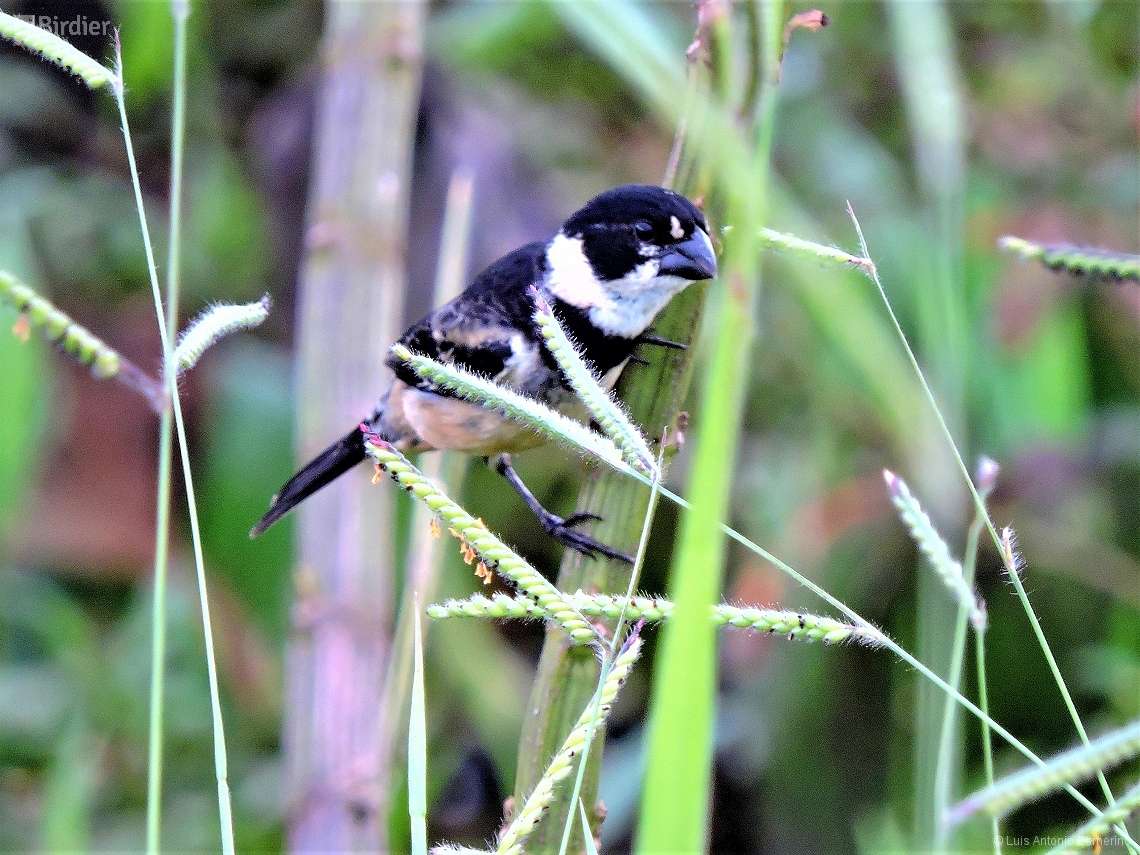 Sporophila collaris