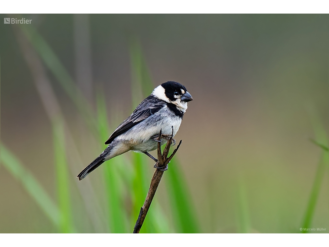 Sporophila collaris