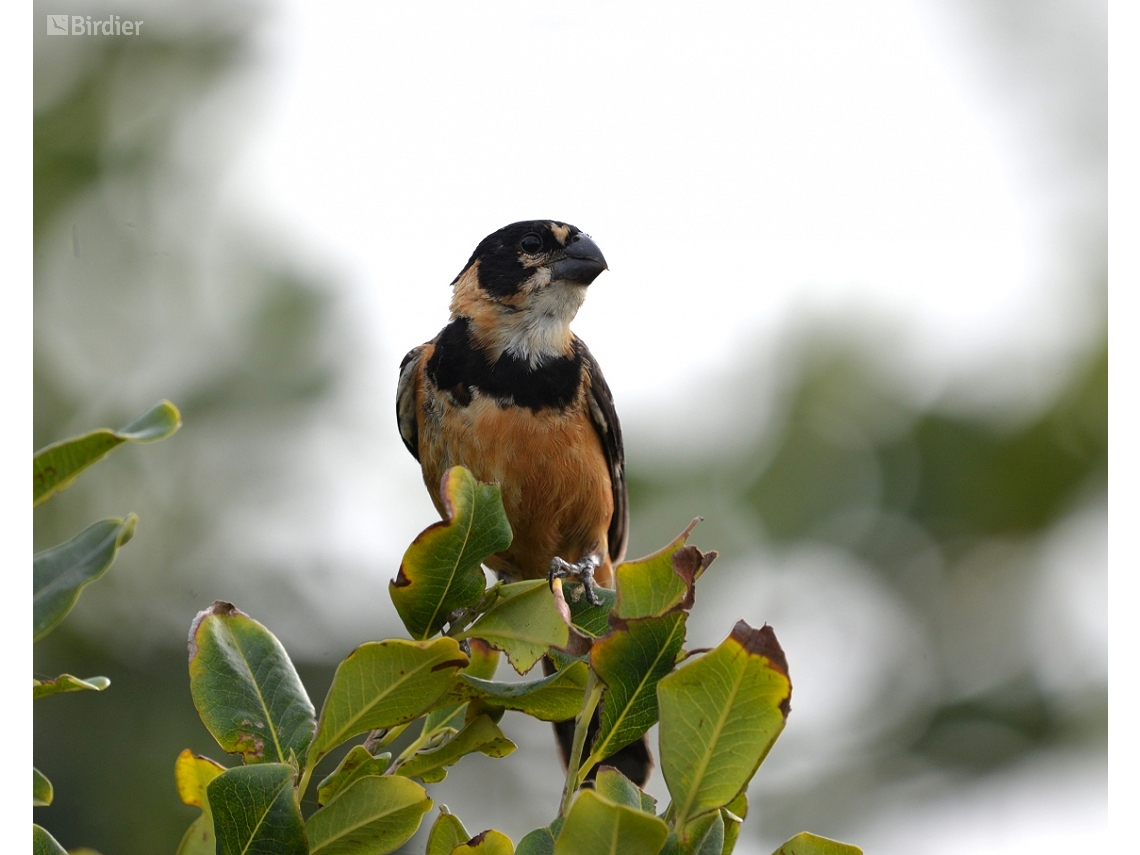 Sporophila collaris