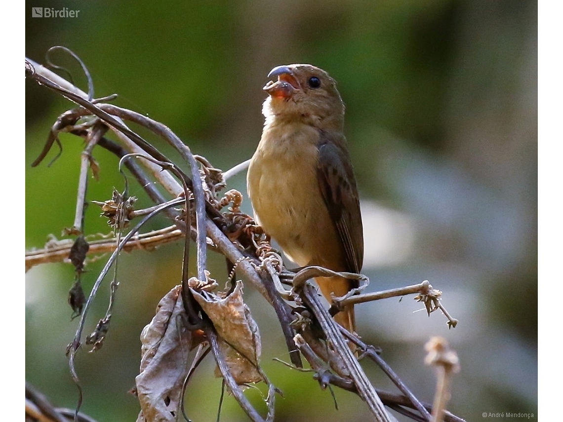 Sporophila falcirostris