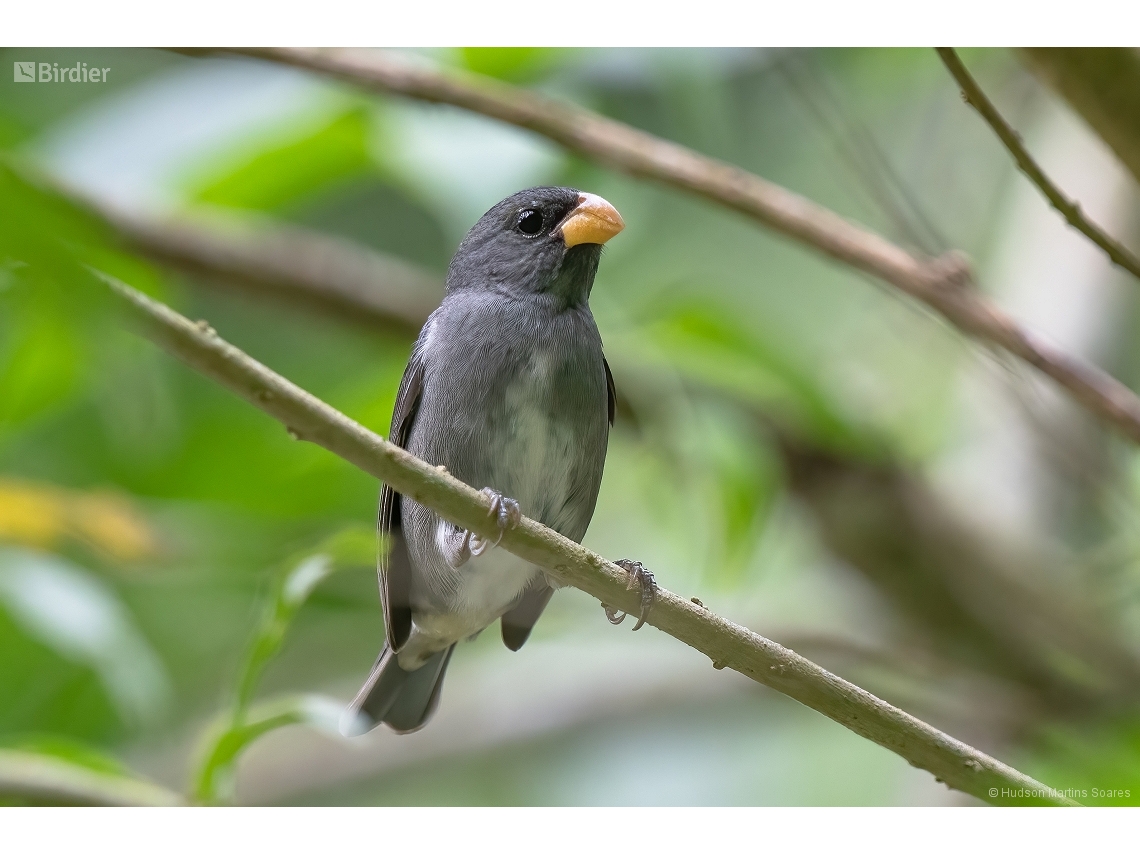 Sporophila falcirostris