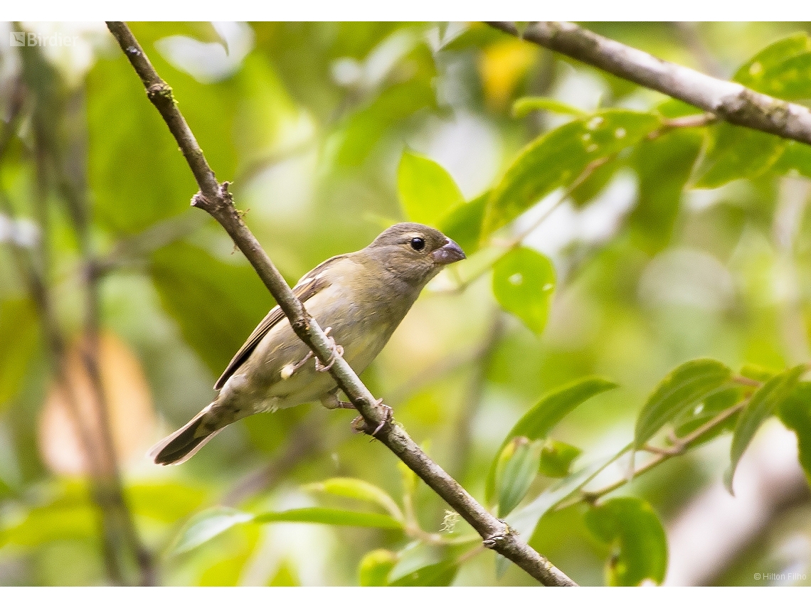 Sporophila frontalis