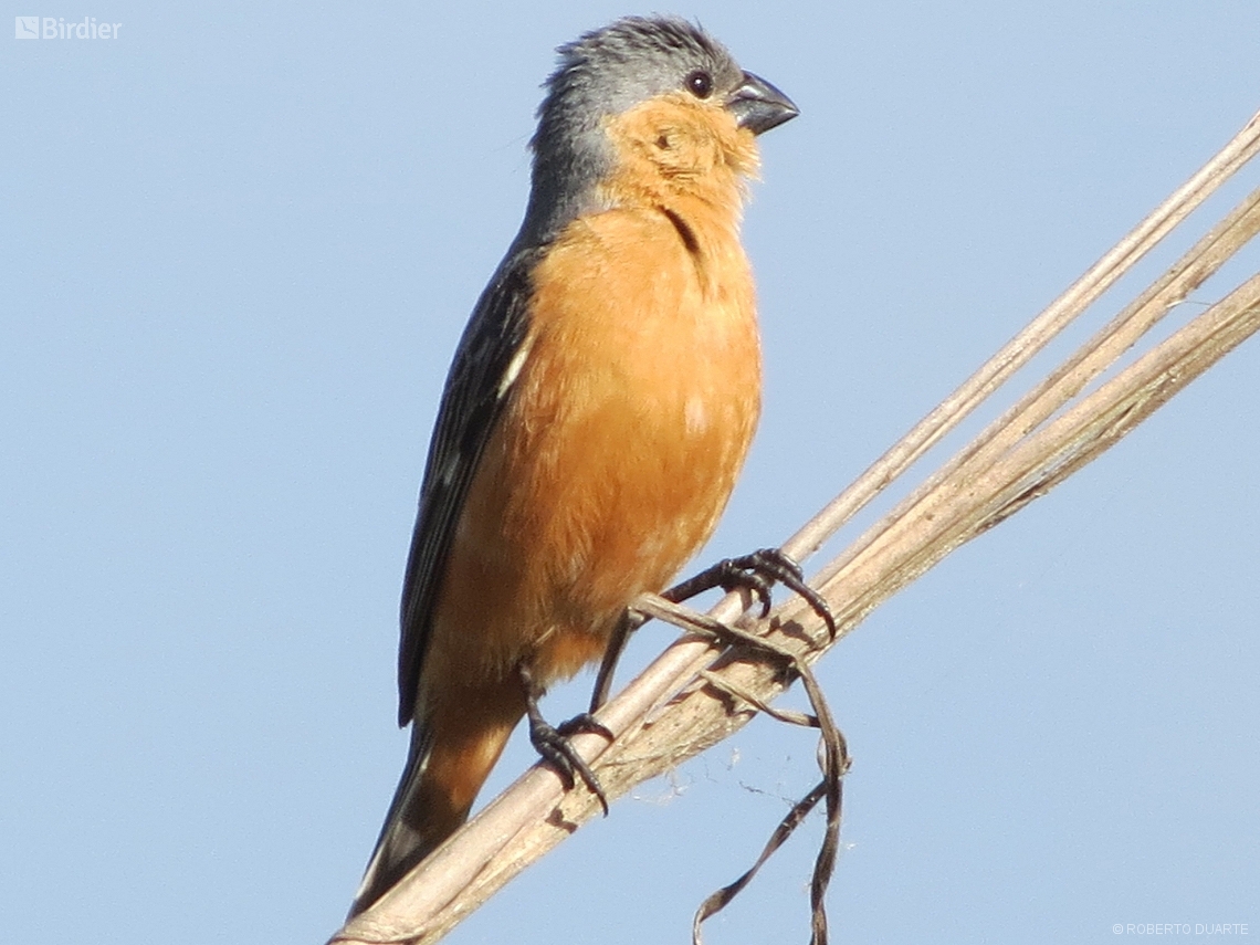 Sporophila hypoxantha