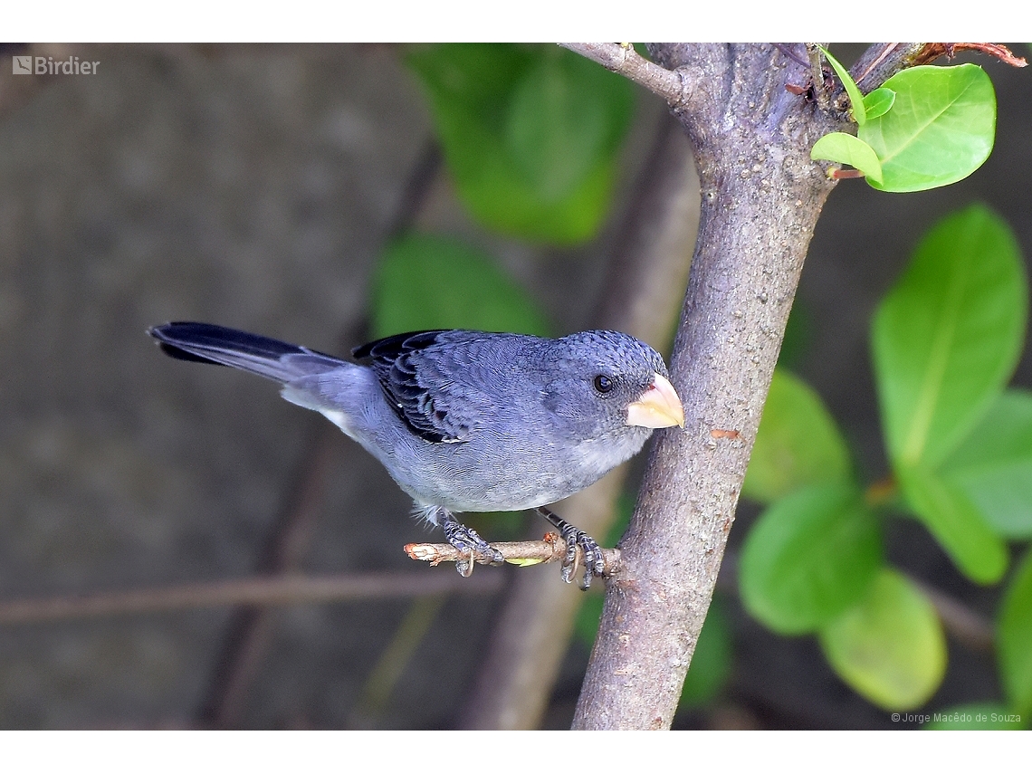 Sporophila intermedia