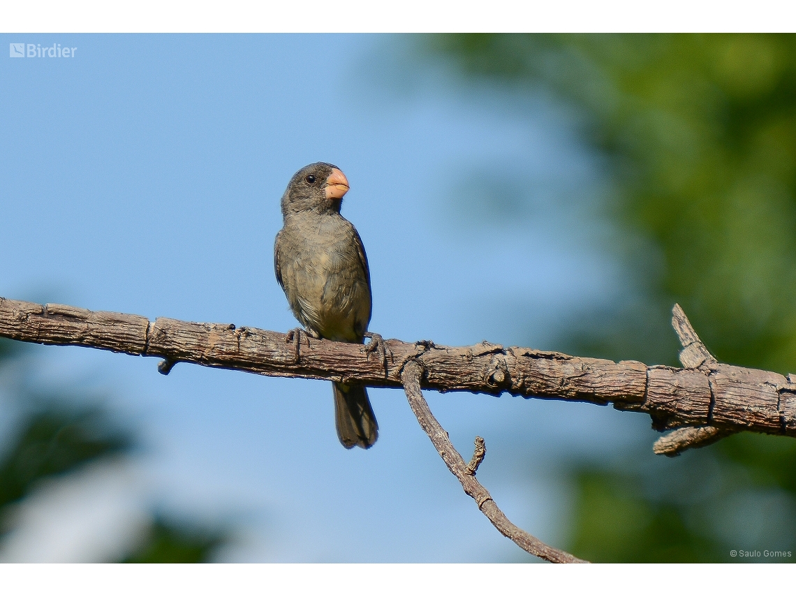 Sporophila intermedia
