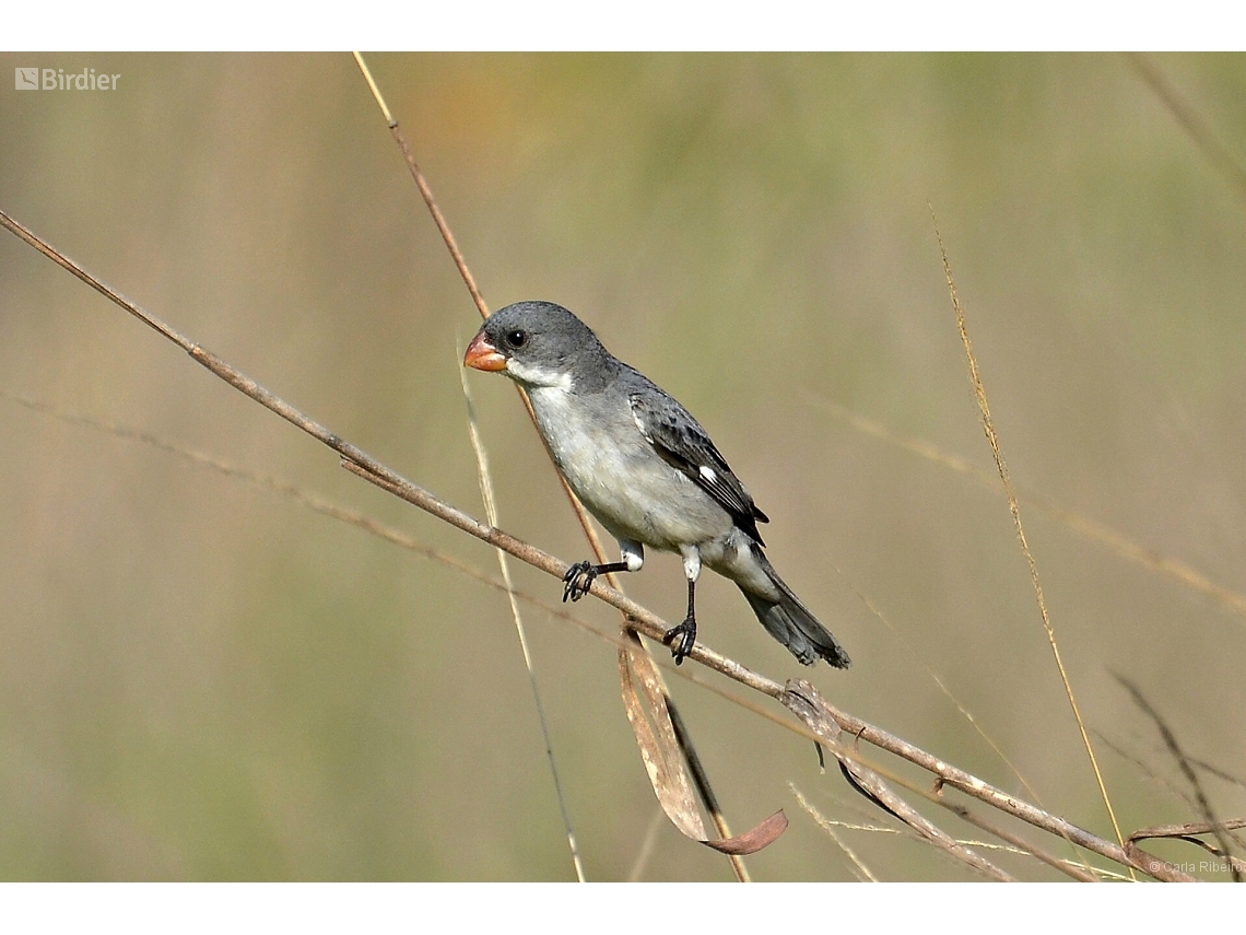 Sporophila leucoptera