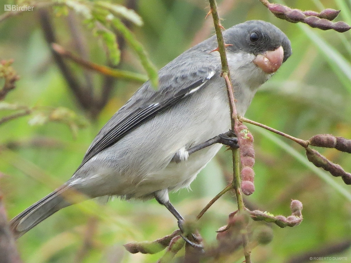 Sporophila leucoptera