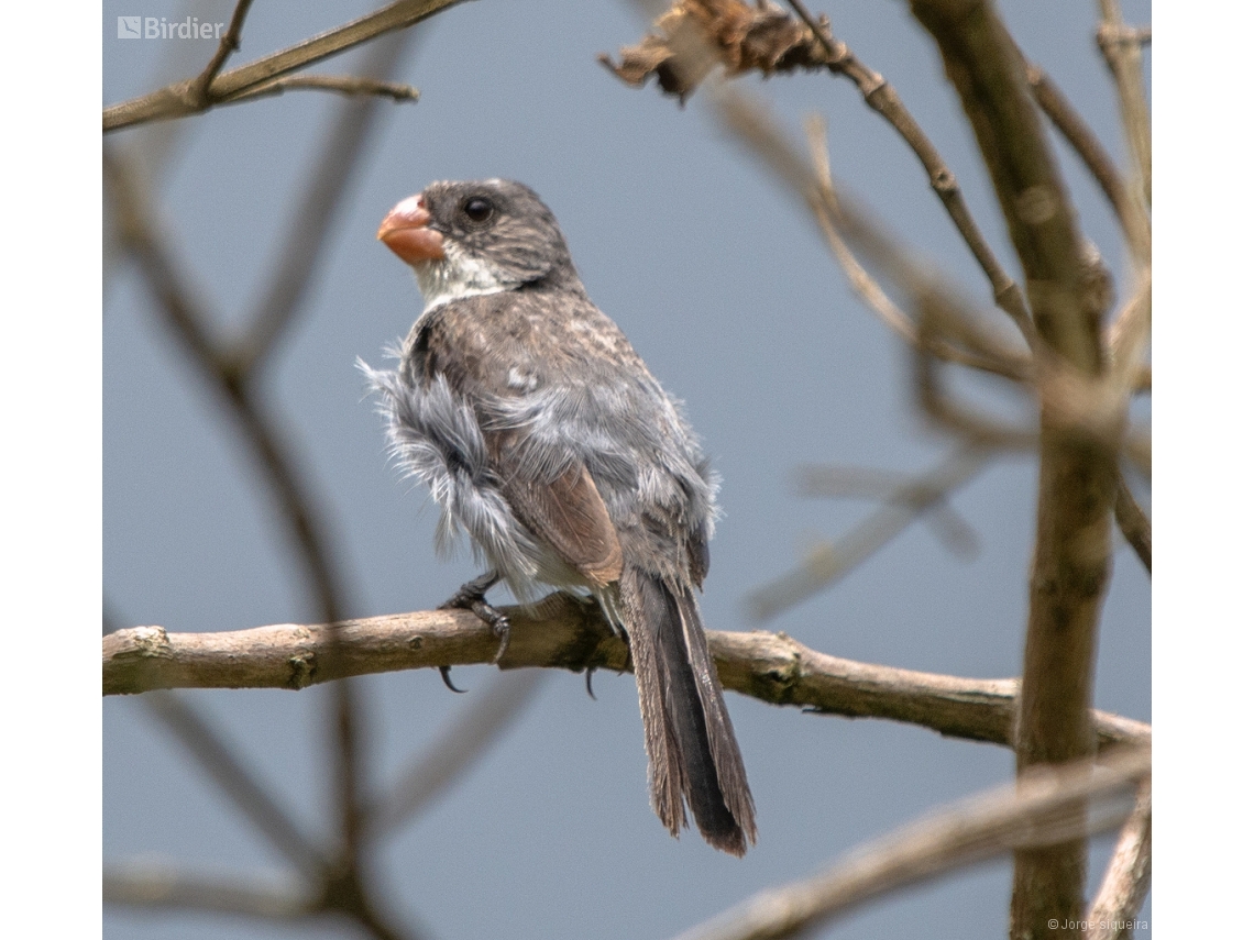 Sporophila leucoptera