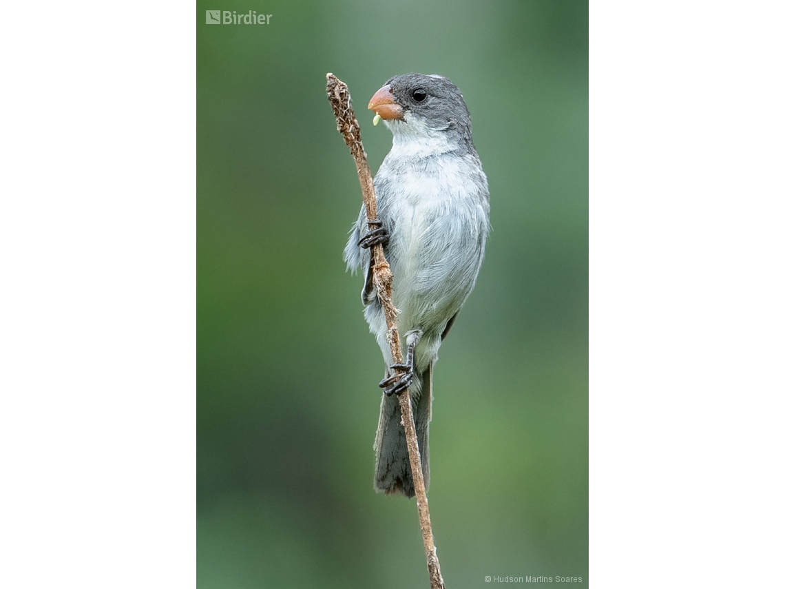 Sporophila leucoptera