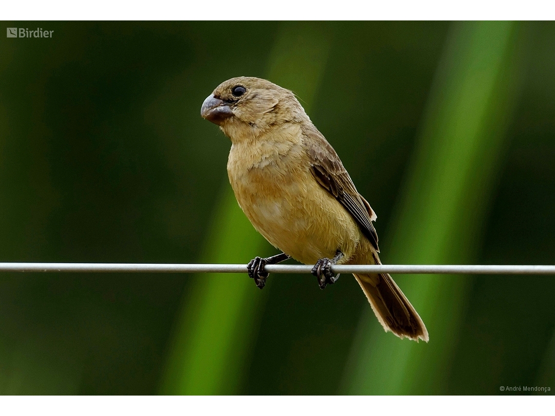 Sporophila leucoptera