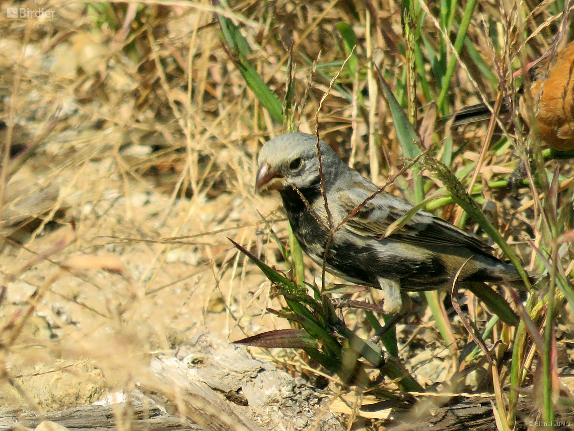 Sporophila melanogaster