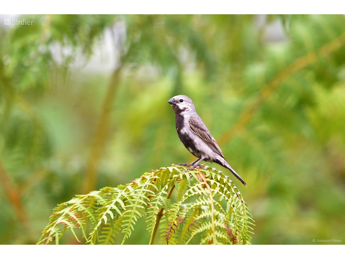 Sporophila melanogaster