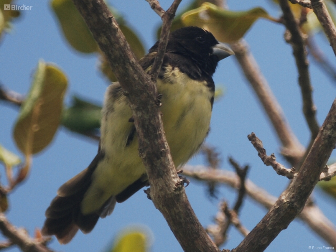 Sporophila nigricollis