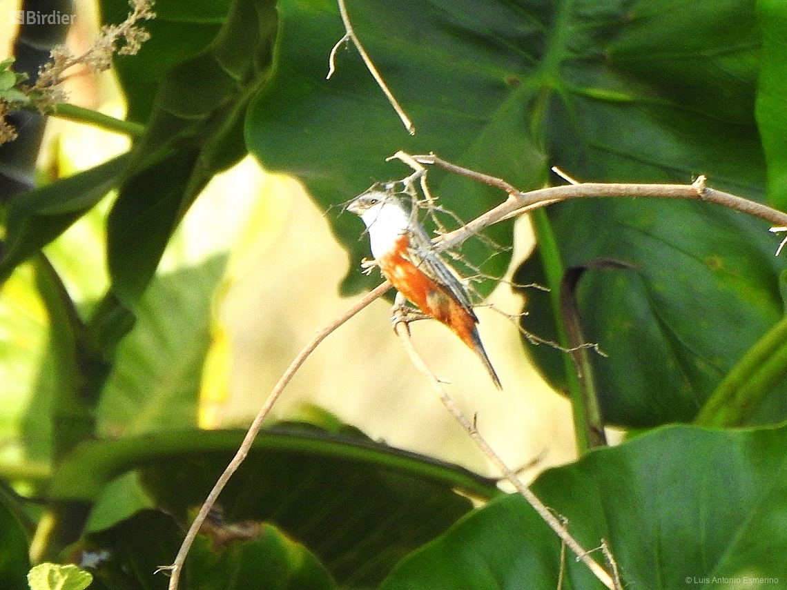 Sporophila palustris
