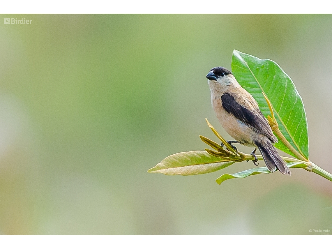 Sporophila pileata