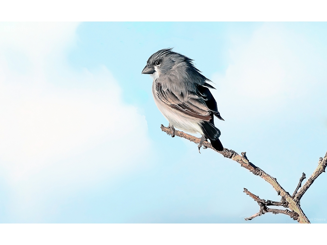 Sporophila plumbea