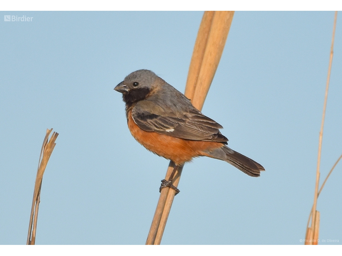 Sporophila ruficollis