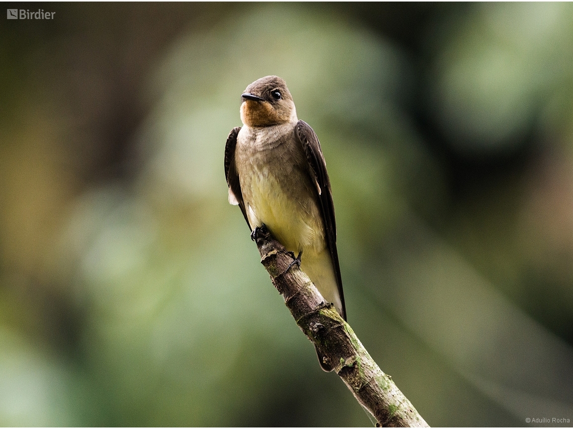 Stelgidopteryx ruficollis