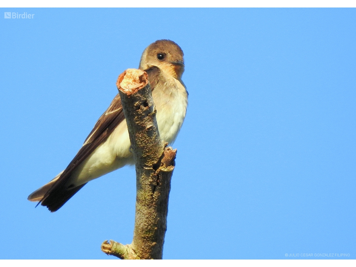 Stelgidopteryx ruficollis