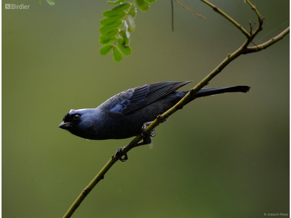 Stephanophorus diadematus