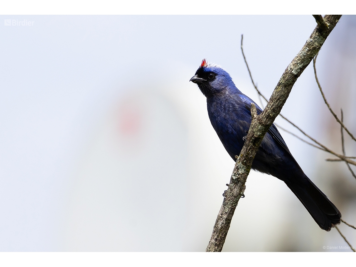 Stephanophorus diadematus